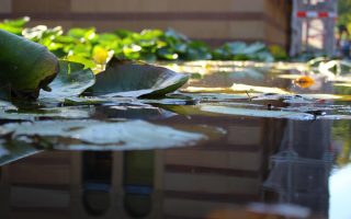 Plantes aquatiques pour bassin extérieur