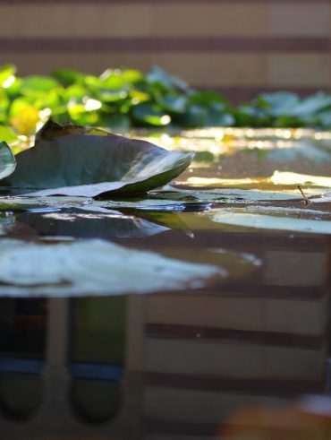 Plantes aquatiques pour bassin extérieur