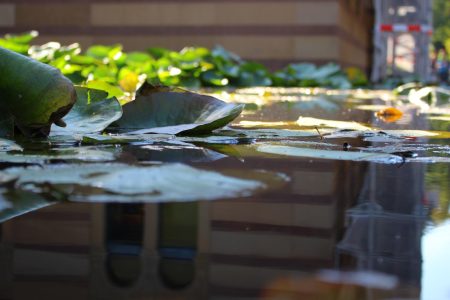 Plantes aquatiques pour bassin extérieur