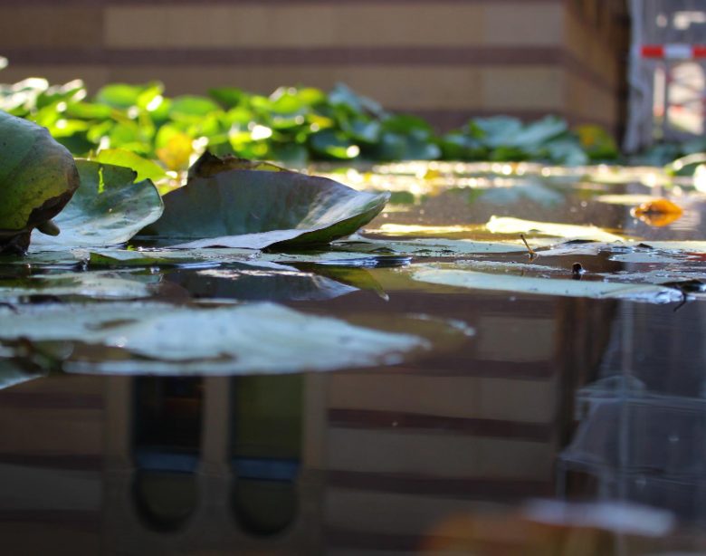 Plantes aquatiques pour bassin extérieur