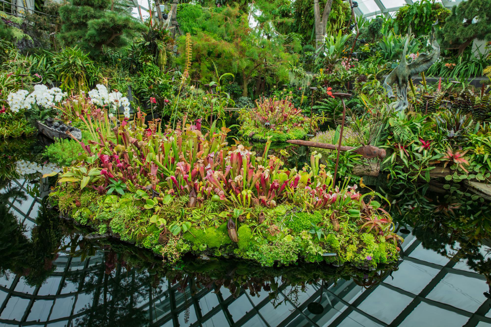 les plantes aquatiques pour bassin extérieur