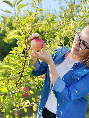 tailler un pommier pour favoriser sa croissance