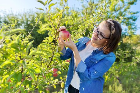 tailler un pommier pour favoriser sa croissance