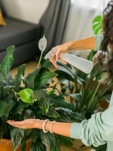 Plantes d'intérieur faciles d'entretien pour un intérieur verdoyant