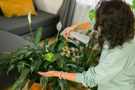 Plantes d'intérieur faciles d'entretien pour un intérieur verdoyant