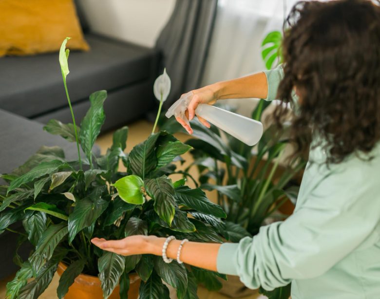 Plantes d'intérieur faciles d'entretien pour un intérieur verdoyant