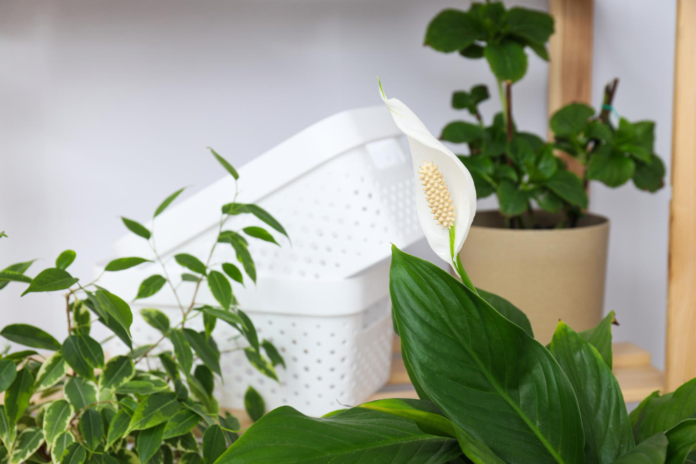 Plantes d'intérieur pour un intérieur verdoyant