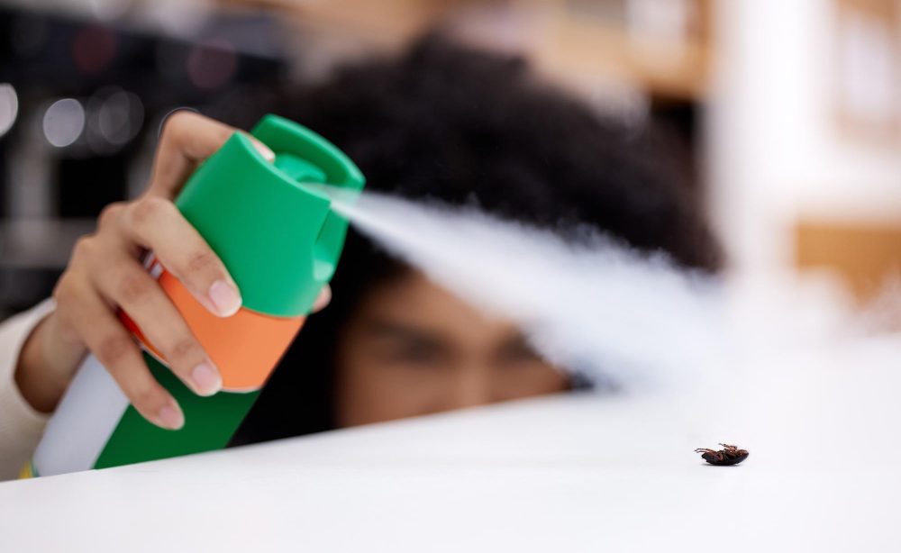 signification et solutions pour se débarrasser de la Punaise marron dans la maison