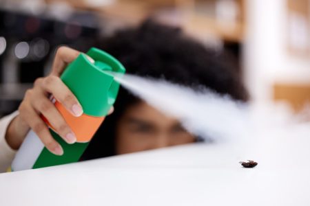 signification et solutions pour se débarrasser de la Punaise marron dans la maison