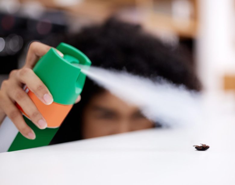signification et solutions pour se débarrasser de la Punaise marron dans la maison